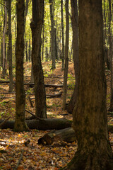 autumn in the forest