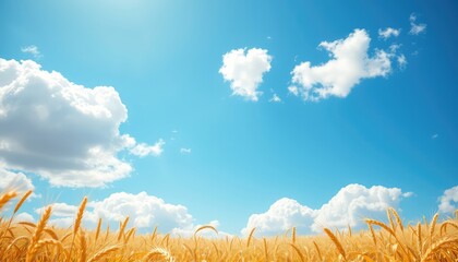 Golden wheat field glistens under a bright blue sky dotted with fluffy white clouds on a beautiful summer afternoon