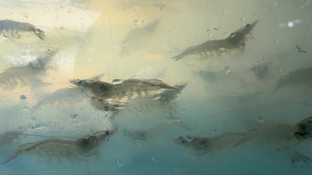 Shrimp is swimming, fresh shrimp
