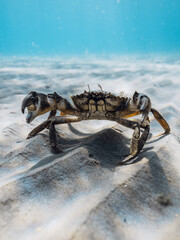 Crab walking on sandy seabed underwater in clear blue sea