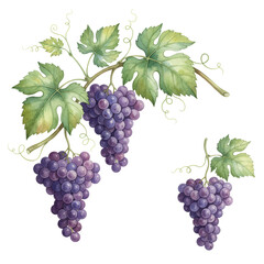 Fototapeta premium Elegant grape clusters and vine watercolor painting on a minimalist art illustration background