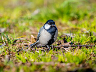 Fototapeta premium 地面を歩くシジュウカラ
