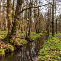 Forest with young alder trees growing along a moist bank with catkins visible in late spring