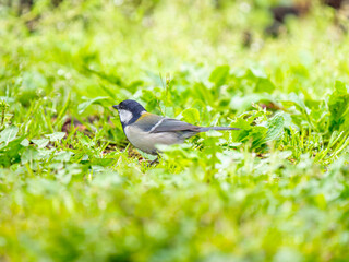 地面を歩くシジュウカラ