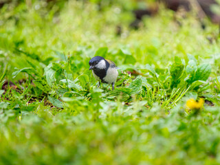 地面を歩くシジュウカラ