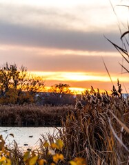 Golden sunset over a tranquil marsh with reeds