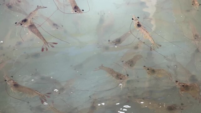 Shrimp is swimming, fresh shrimp
