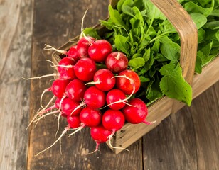 Freshly picked radishes in a rustic wood basket