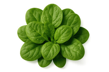 Fototapeta premium Crisp organic spinach leaves isolated in high detail on clean transparent background