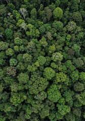 Naklejka premium Aerial Forest Canopy: An eye-level view of a lush forest canopy unveils a tapestry of diverse green foliage, illustrating nature's unparalleled beauty and rich biodiversity.