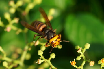 ヤブガラシの蜜を吸うスズメバチ