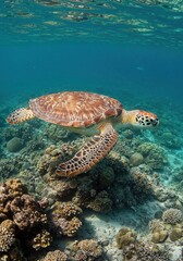 Fototapeta premium Oceanic Wanderer: A serene sea turtle gracefully glides through the crystalline turquoise waters, its form a testament to the ocean's deep mysteries.