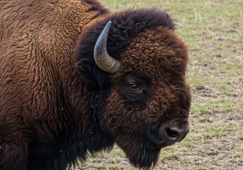 Fototapeta premium Majestic Bison Portrait: A close-up profile captures the raw power and serene dignity of a bison, its gaze steady and its horns hinting at the strength within.