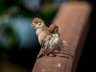 柵にとまるスズメ