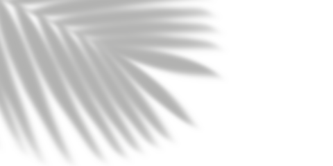 Leaf shadows isolated on transparent background 