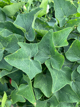 green lvy Gourd leaves, flora and foliage