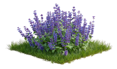 A vibrant cluster of purple-flowered plants with lush green foliage atop a square of grass