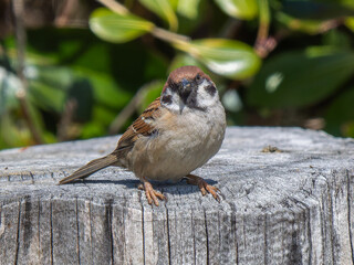 切り株にとまるスズメ