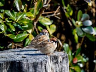 切り株にとまるスズメ