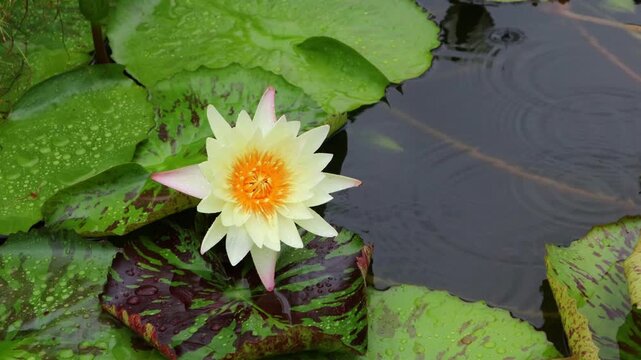 Beautiful water lilies bloomed in a still pond where rain was falling.비가내리는 잔잔한 연못에 아름다운 수련이 피었습니다.