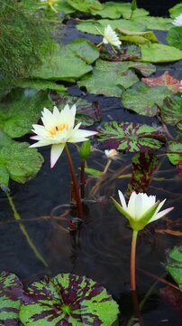 Beautiful water lilies bloomed in a still pond where rain was falling.비가내리는 잔잔한 연못에 아름다운 수련이 피었습니다.