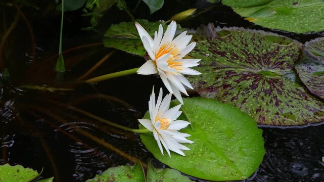 Beautiful water lilies bloomed in a still pond where rain was falling.비가내리는 잔잔한 연못에 아름다운 수련이 피었습니다.
