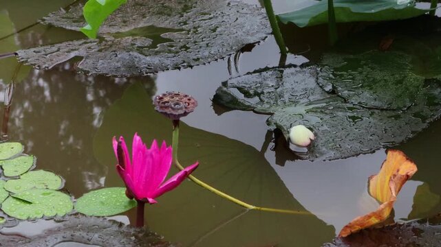 Beautiful water lilies bloomed in a still pond where rain was falling.비가내리는 잔잔한 연못에 아름다운 수련이 피었습니다.