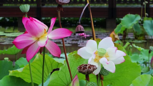 Beautiful lotus flowers bloomed in a calm pond where rain was falling.비가내리는 잔잔한 연못에 아름다운 연꽃이 피었습니다.