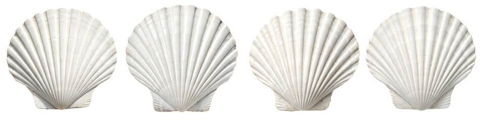 Set For scallop shells with a ribbed texture isolated on transparent background