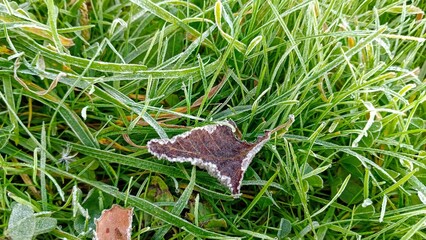 A closeup shot of a brown leaf on grass covered with frost