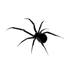 Black silhouette drawing of a spider, vector illustration, white background