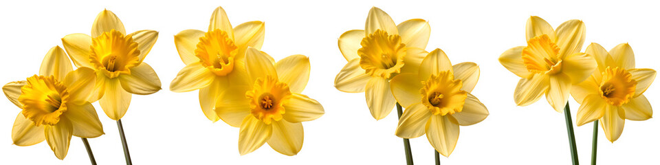 Obraz premium Set For groups of daffodils isolated on transparent background are lined up