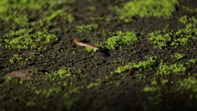 A macro close-up video of a hammerhead worm (Bipalium flatworm) crawling and gliding across a mossy surface in its natural habitat