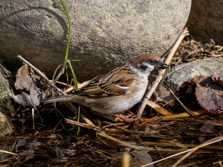 地面を歩くスズメ