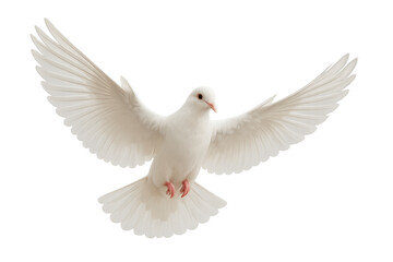 Obraz premium White dove mid flight with spread wings isolated on transparent background clipping