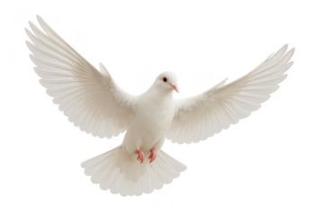 White dove mid flight with spread wings isolated on transparent background clipping