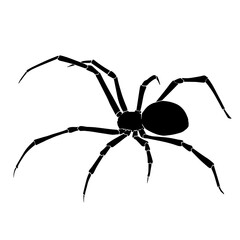 Black silhouette drawing of a spider, vector illustration, white background