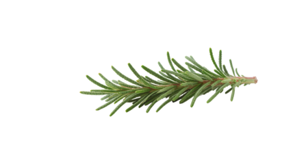 Green Herbaceous Plant Branch on White Background