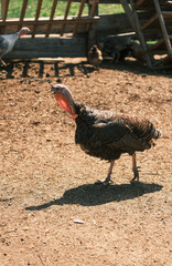 Close-up of a turkey on a farm, standing in a natural rural environment. Detailed feathers, proud posture, and lively farm atmosphere. Perfect for livestock, agriculture, wildlife