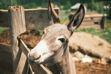 Close-up portrait of a donkey in a farm pen.Natural rural setting, ideal for farm, animal, wildlife, and nature photography. Perfect for agricultural and educational content