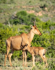 Fototapeta premium Mother and calf Red Hartebeest standing in natural habitat