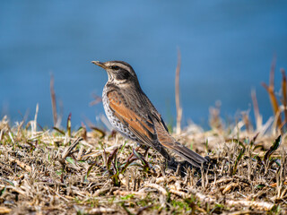 地面を歩くツグミ,