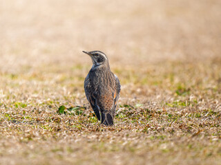 地面を歩くツグミ,