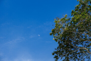 Clear blue sky with a visible half moon beside tree branches with green leaves, peaceful natural outdoor scene.