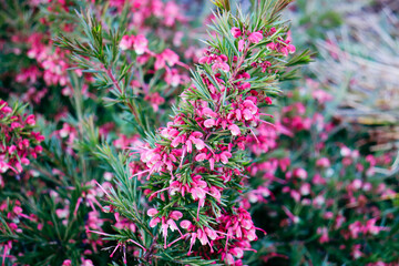 pink grevillea flowers in the garden