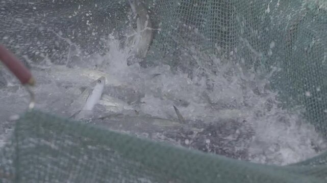 South Korea Mackerel: Fish Leaping Out of Net - Log Footage - 한국 삼치: 그물에서 튀어 오르는 생선 포획 - 로그 촬영-005