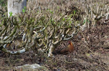 Jungle Fowl in Tea Garden – Wildlife Amidst Plantation