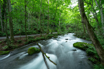 新緑の森を流れる奥入瀬渓流