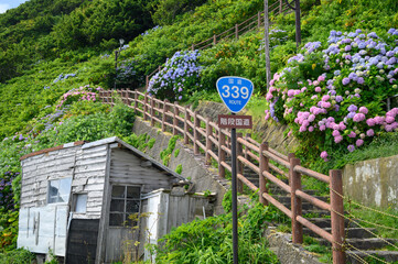 満開の紫陽花と階段国道