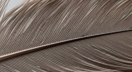 Detailed Close-Up of a Feather with Intricate Barbs.